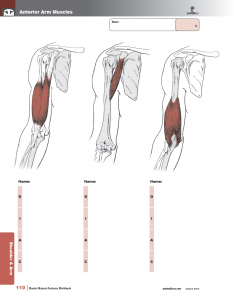 Muscle-Manual-Anatomy-Workbook-page6