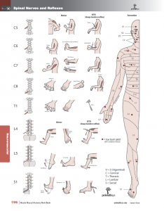 Muscle-Manual-Anatomy-Workbook-page7
