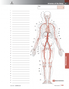Muscle-Manual-Anatomy-Workbook-page8