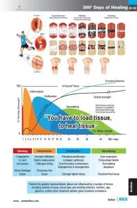 Muscle Manual 5th edition sample page