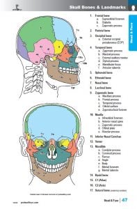 Muscle Manual 5th edition sample page