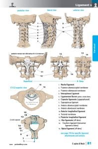 Muscle Manual 5th edition sample page