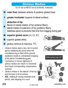 Muscle Manual Anatomy Cards Sample