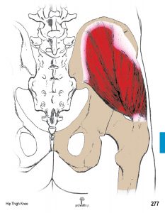 Muscle Manual Anatomy Cards Sample