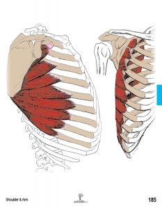 Muscle Manual Anatomy Cards Sample