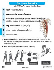 Muscle Manual Anatomy Cards Sample