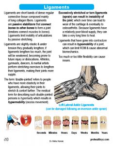Muscle Manual Anatomy Cards - Sample