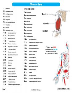 Muscle Manual Anatomy Cards - Sample