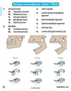 Muscle Manual Anatomy Cards - Sample