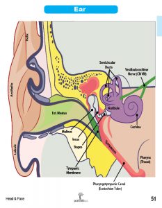 Muscle Manual Anatomy Cards - Sample