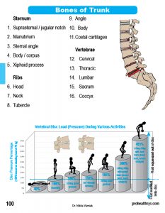 Muscle Manual Anatomy Cards - Sample