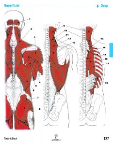 Muscle Manual Anatomy Cards - Sample