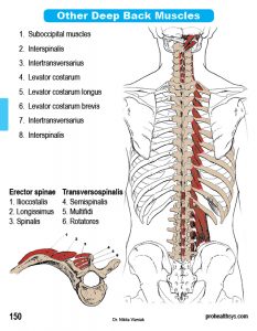 Muscle Manual Anatomy Cards - Sample