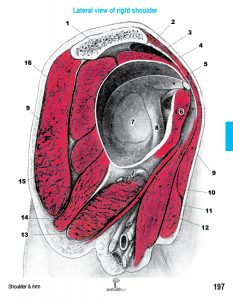 Muscle Manual Anatomy Cards - Sample