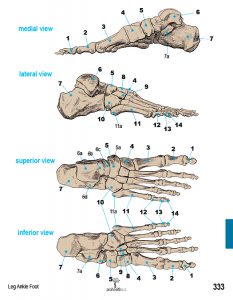 Muscle Manual Anatomy Cards - Sample