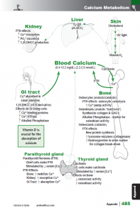 BotanicalMedicine_interior_page_485.png