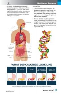 Nutrition-sample-pg-3.jpg