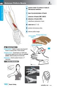 7 MT Forearm Hand 202330