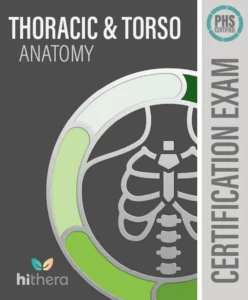 Thoracic Torso Anatomy