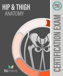 Hip-Thigh-Anatomy