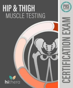 Hip-Thigh-Muscle-Testing